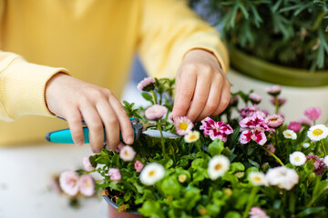 Child hands pruning balcony flowers with pruning shears