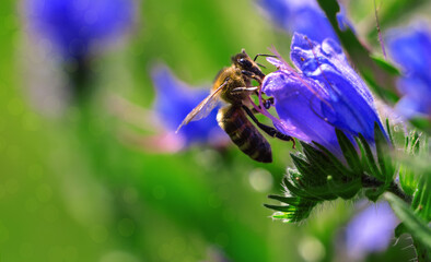 A bee collects nectar from a blue flower.