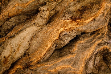 Brown bark of an old tree. Rough texture, rough background.