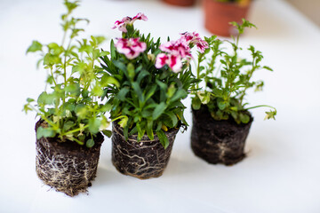 Flowers with soil and roots before planting in pots on the balcony