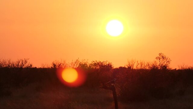 Black-Shouldered Kite in African Sunset