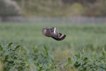 Wood pigeon landing on a cornfield