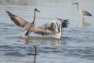 Douro river herons fighting