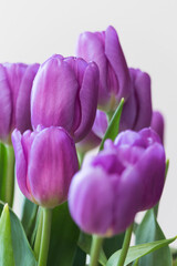 beautiful purple tulips for mum on the occasion of the day of the mother