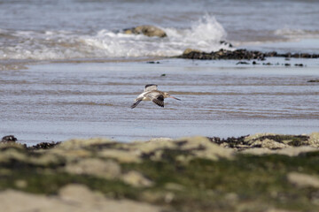 birds on the beach