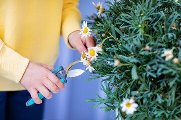 Little girl caring for balcony flowers, pruning with pruning shears, hands close-up