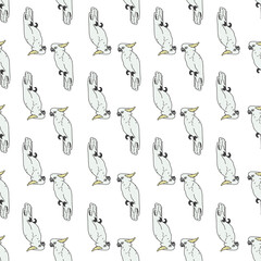 Vector white background tropical birds, parrots, exotic cockatoo birds. Seamless pattern background