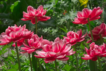 Pink red white terry tulips (Túlipa) close up in the garden on a sunny day
