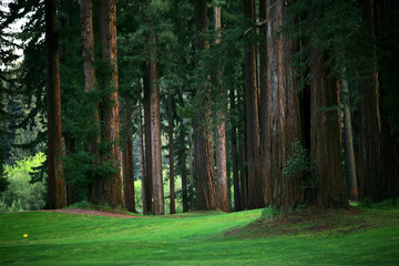 Obraz premium path in the forest
