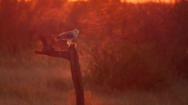 Black-Shouldered Kite in African Sunset