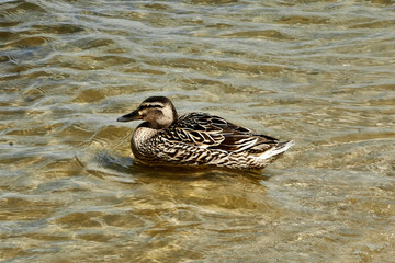 duck on the water
