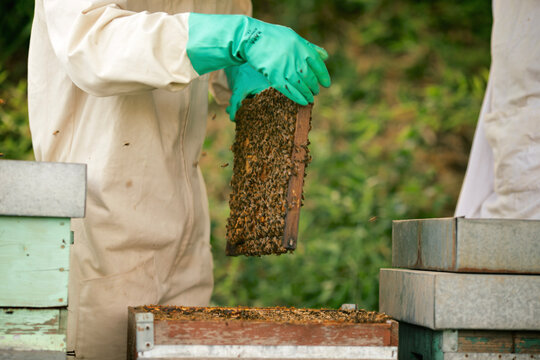 beekeeper at work