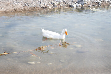 Bird. The white duck swims in the water.