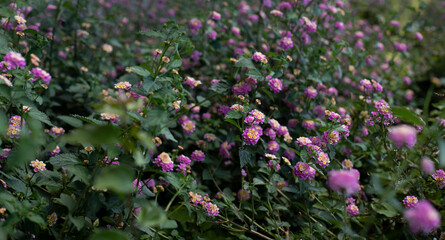 Spring. Garden with flowers Japanese spirea. Background image with small flowers and greenery