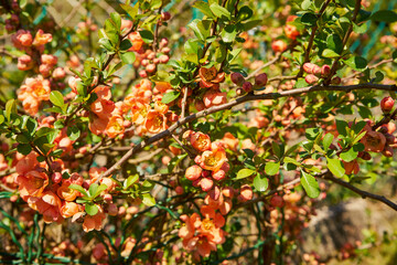 pigwa, Chaenomeles japonica © Marcin Łazarczyk