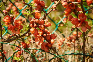 pigwa, Chaenomeles japonica © Marcin Łazarczyk