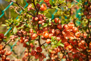 pigwa, Chaenomeles japonica © Marcin Łazarczyk