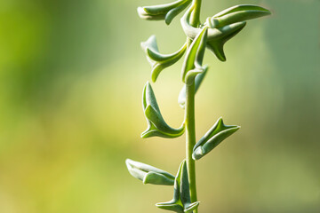 Dolphin Succulents plant (Senecio peregrinus) Dolphin necklace.