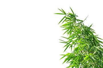 Bamboo branches on white sky background.