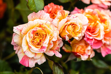 rose close-up in a rose garden