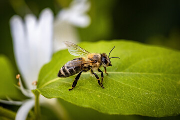 Bee on a white flower collecting pollen and nectar for the hive