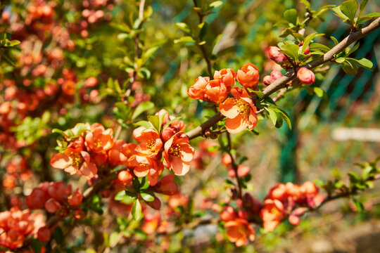 pigwa, Chaenomeles japonica