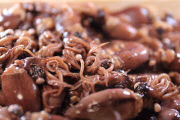 Photo of Japanese food firefly squid