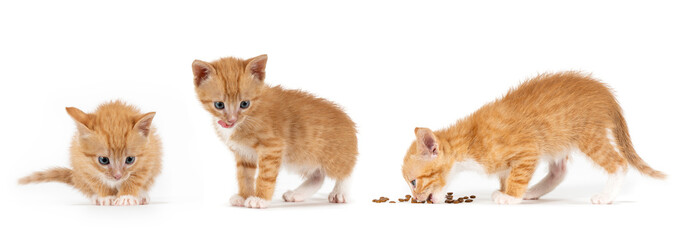Three little orange striped kitten on white background