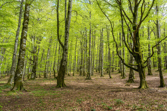 Hayedo en Urbasa (Navarra, Espa&ntilde;a).