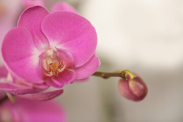 Beautiful purple pink orchid phalaenopsis close up, copy space