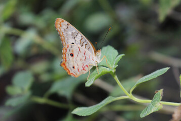 Mariposa posando en un día soleado en el jardín.