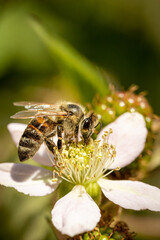 Bee on a white blackberry flower collecting pollen and nectar for the hive