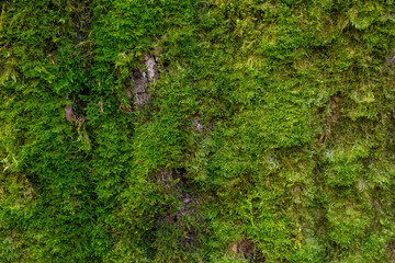 Textura de musg.o