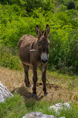 Burro pastando en el campo.