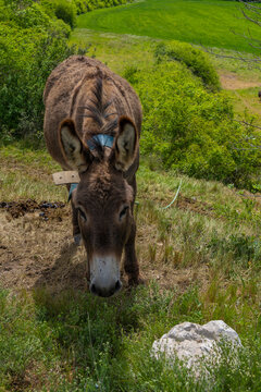 Burro pastando en el campo.