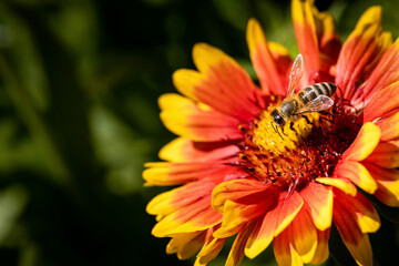 Bee on a orange flower collecting pollen and nectar for the hive