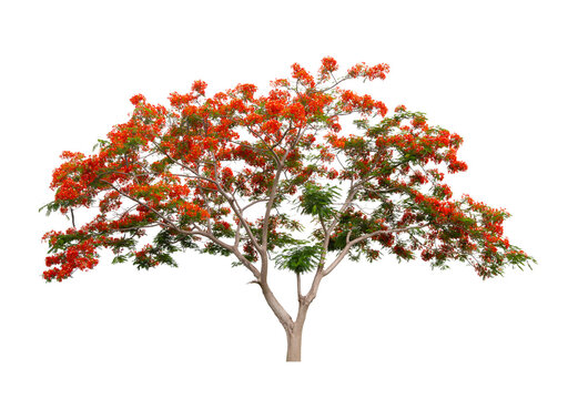 Barbados Pride, peacock Flower (Caesalpinia pulcherrima).
