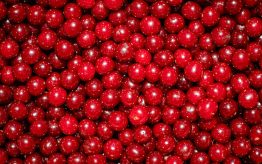 Background of ripe organic sour cherries in the sun