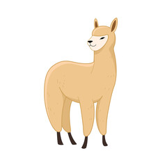 Cute alpaca - cartoon animal character. Vector illustration in flat style isolated on white background.