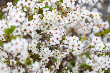 Lots of white flowers on a thickly flowering fruit cherry tree in the backyard garden. Wild cherry bush in nature. The background and flowering plant and flora of the Saratov region and Russia.