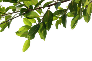 Fototapeta na wymiar Fresh green tree branch isolated on white background