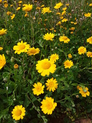 Obraz premium fleurs origénal 