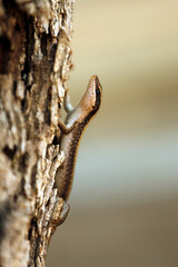African Striped Skink (Trachylepis striata), on Tree. Kruger Park, South Africa