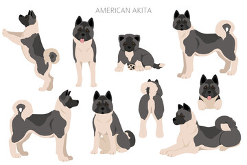 American akita all colours clipart. Different coat colors set - obrazy, fototapety, plakaty