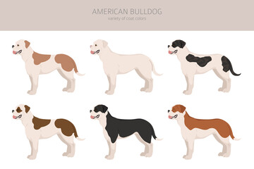 American bulldog all colours clipart. Different coat colors set.