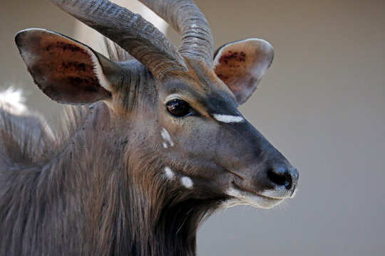 Close-up of a Male Nyala (Tragelaphus angasii). Kruger National Park, South Africa