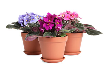 Beautiful potted violets on white background. Plants for house decor