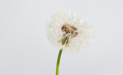 dandelion flower isolated on white background