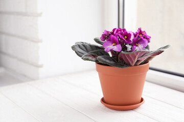 Beautiful potted violet flowers on white wooden window sill, space for text. Delicate house plant