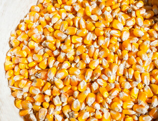 texture of corn. healthy plant